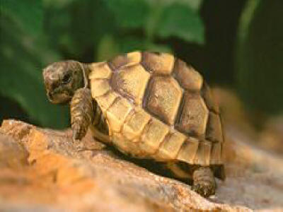 Bulgarian wildlife